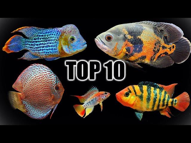 Top 10 Favorite South Americans Cichlids