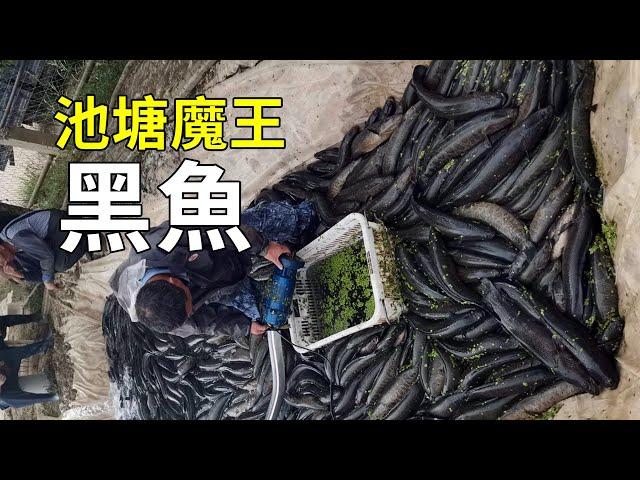 水中“殺手”黑魚，大開眼界的養殖過程