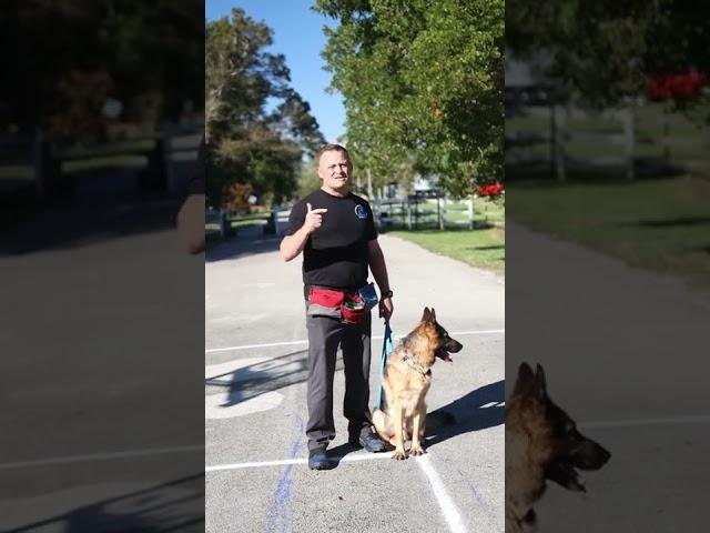 Teaching a German Shepherd How to Walk #germanshepherd #germanshepherdsoftiktok  #dog