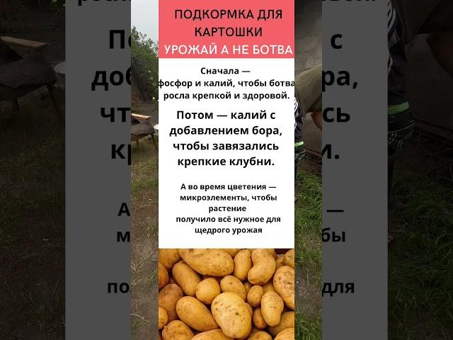 Чем подкармливать картошку для хорошего урожая #картофель #огород #подкормка