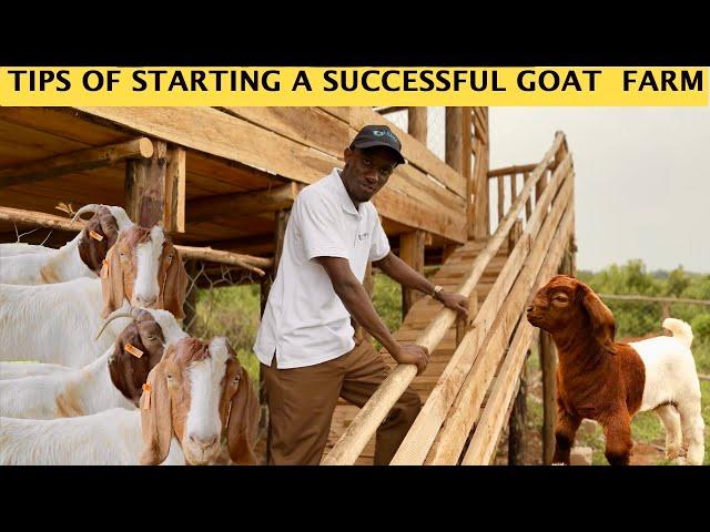 Tips for Starting a Successful Goat Farm | Detailed Video| 2024