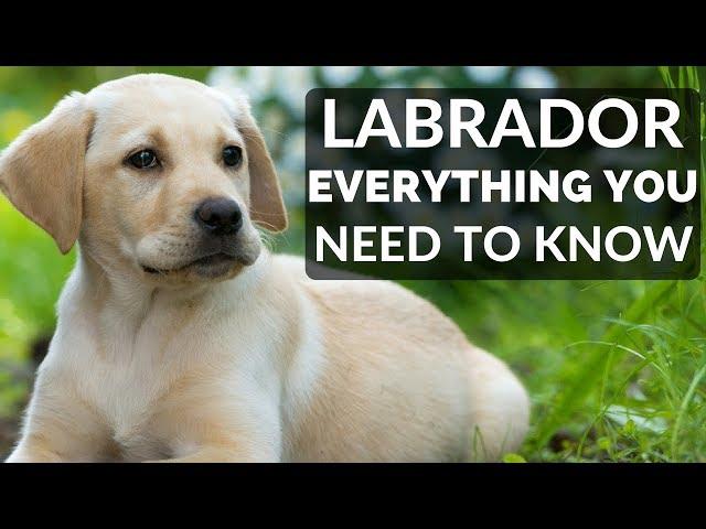 Labrador Retriever - Everything You Need To Know About Owning a Labrador Retriever Puppy