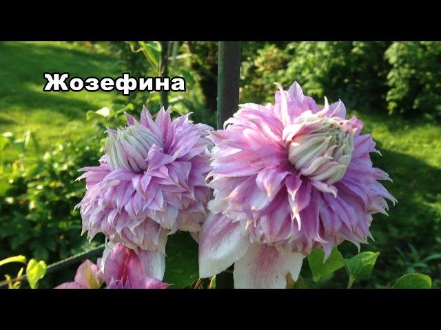 КЛЕМАТИСЫ.  ЛУЧШИЕ СОРТА