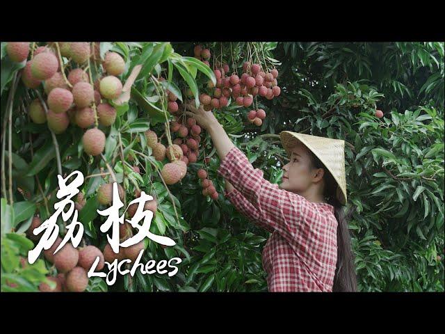 「One Fruit for A Table」- Lychees grown alongside the banks of Salween River