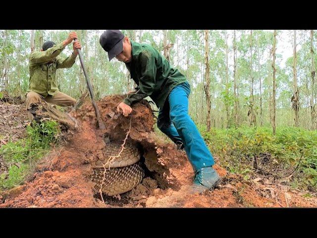 Close-up of the confrontation with the giant king cobra monster in the forbidden forest.