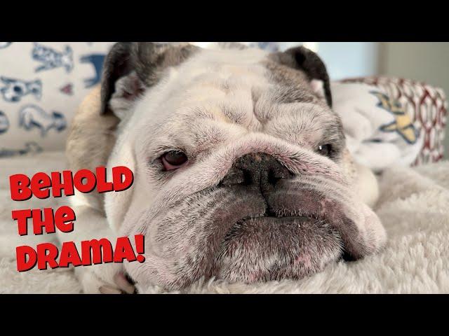 Reuben the Bulldog: Bad Bulldog Theater