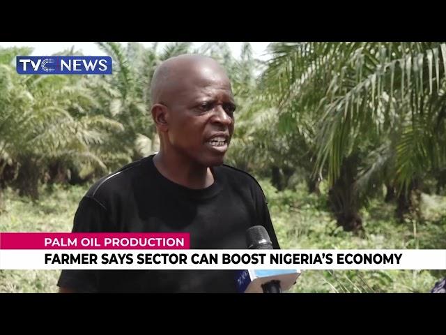 Palm Oil Production | Farmer Say Sector Can Boost Nigeria's Economy