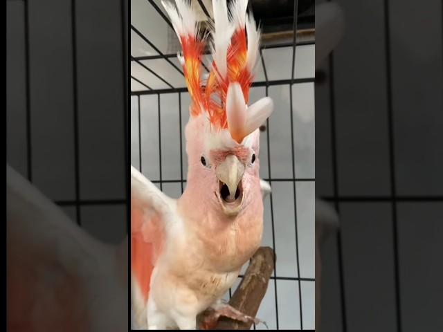 Saving a cockatoo with a strange beak #shorts #short