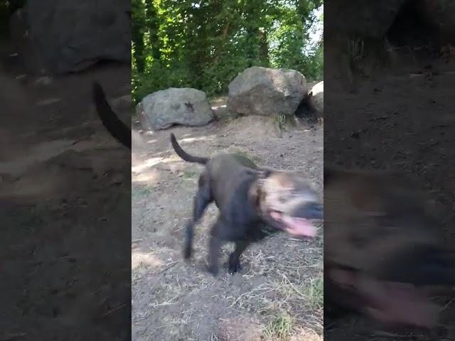 Loki staffie staffy gris bleu chien