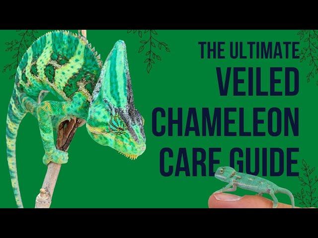 Veiled Chameleon Care Guide!