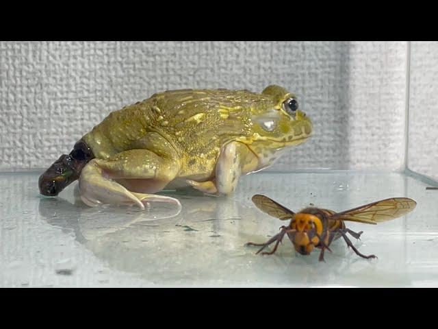 When you pp in front of the giant hornet ... / Pacman frog , African bullfrog【LIVE FEEDING】