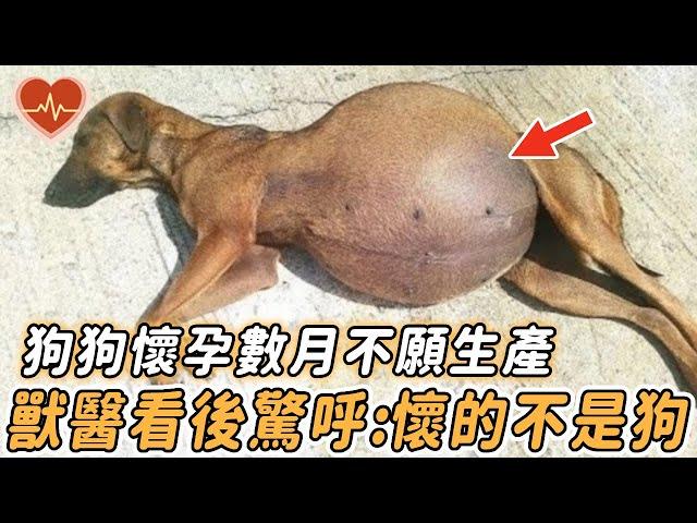 The dog in the family was pregnant but did not want to give birth. After the veterinary examination