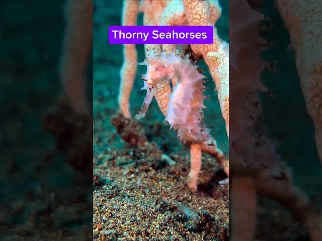 Thorny Seahorses #seahorse #thornyseahorse  #anilaodiving #anilaodivingandresorts #videoviralシ