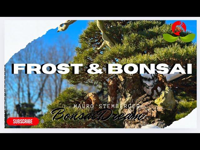 Frost-Proof Your Bonsai: Essential Winter Care Tips