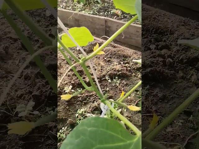 Огурчики на 2 оборот. #огород #дача #теплица #огурцы #кураж