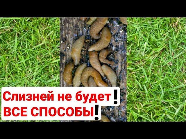 Слизни  - пришельцы -  не дайте им перезимовать !