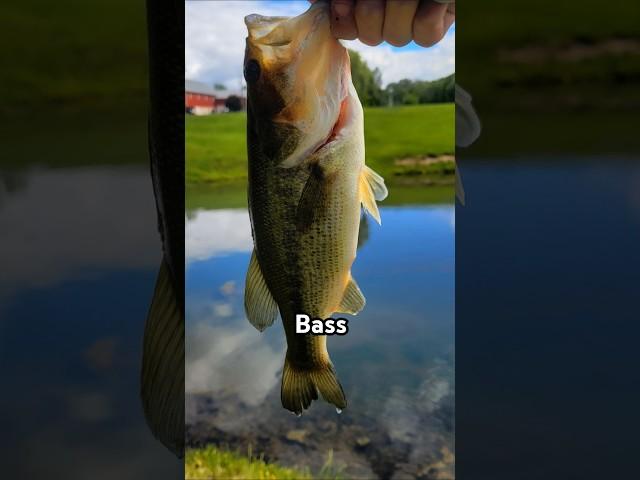 Bass #fish #fishing
