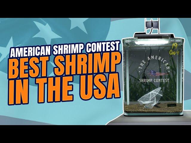 The BEST Hobbyist-Bred Shrimp in the USA | American Shrimp Contest 2024