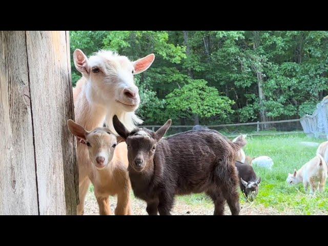 Saturday @SunflowerFarmCreamery