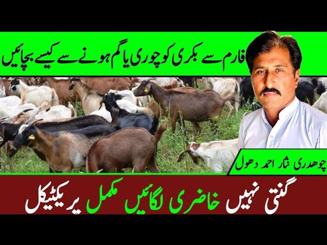 How to protect goats from being stolen or lost from the farm|| who to tally animals