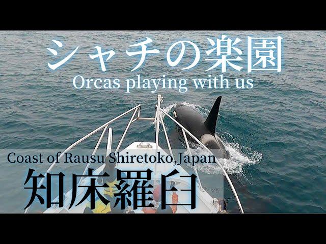 【シャチの楽園】ある日の知床羅臼ホエールウォッチングクルーズ　Orcas playing with us