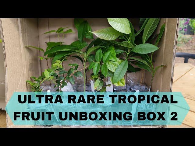 UNBOXING ULTRA RARE TROPICAL FRUIT TREES BOX 2