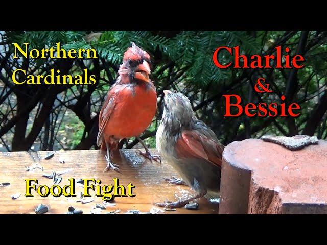 Northern Cardinal Pair Fighting over Sunflower Seeds Charlie & Bessie | CLOSE UP Hi-Def【4K】