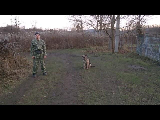 Дрессировка немецкой овчарки 6 мес. Нкд