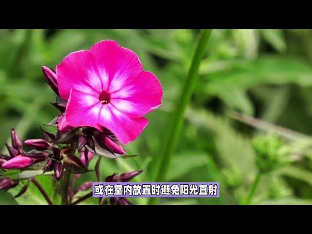 福禄考花养护小技巧#花卉绿植 #养护小知识 #带你识花