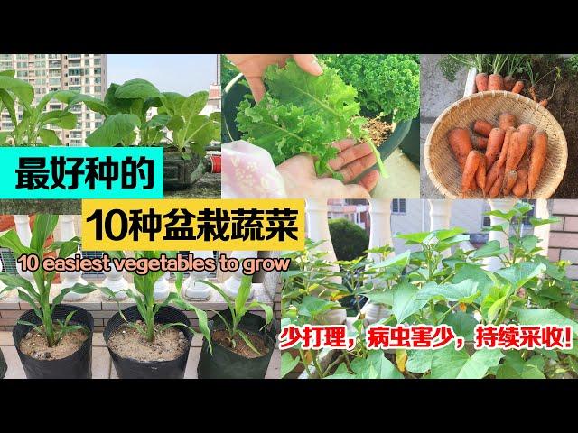 最容易种植成功的10种懒人蔬菜——产量高，病虫害少，少打理|10 easiest vegetables to grow|最适合新手入门