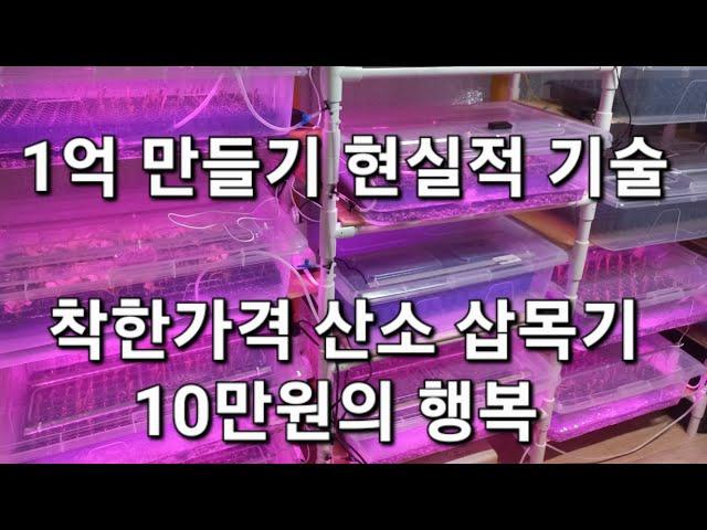 인큐베이터 10만원 투자 특수목 묘목 생산장 산소삽목 나무묘목 식물종자 대량생산 차수국 엄나무 귀농 귀촌  임업후계자 농업인 임업인 종자 묘목 공급