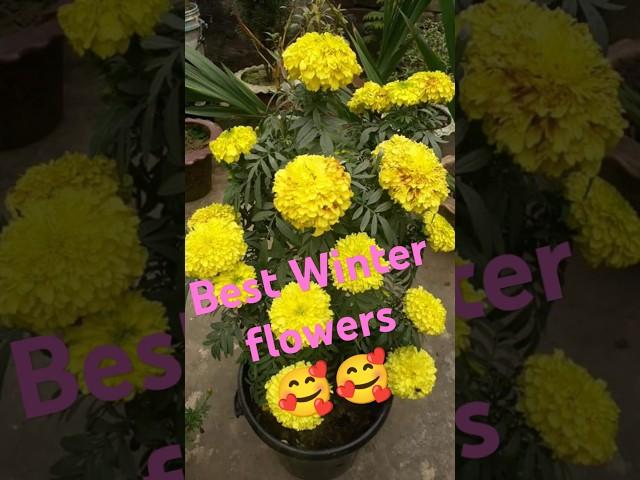 Winter flower Garden  #shorts #shortsfeed #winterflowers #garden  #youtubeviralshort