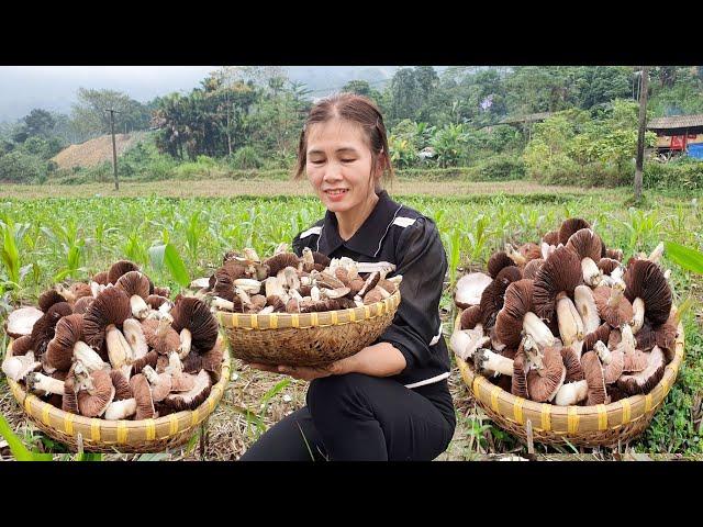 Harvesting early season 'straw mushrooms' - selling off the overfed ducks.