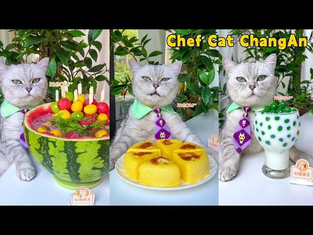 One-Year Collection: Cat-Chef Makes Beautiful And Fragrant Food|Cat Cooking Food|Cute And Funny Cat