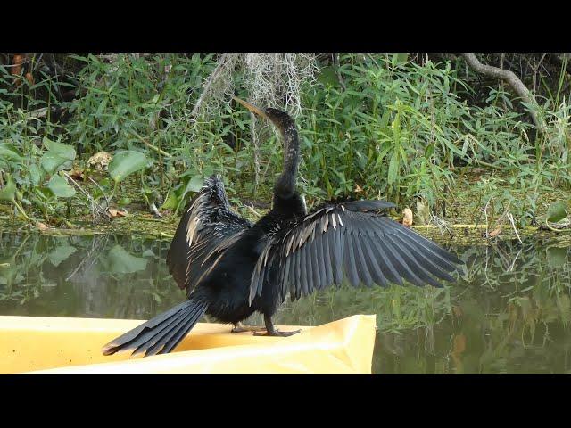 Anhinga (Snake Bird) and Double-crested Cormorant