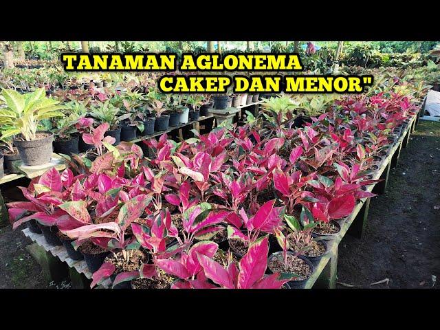 JUAL TANAMAN HIAS AGLONEMA MURAH MERIAH HARGA GROSIR