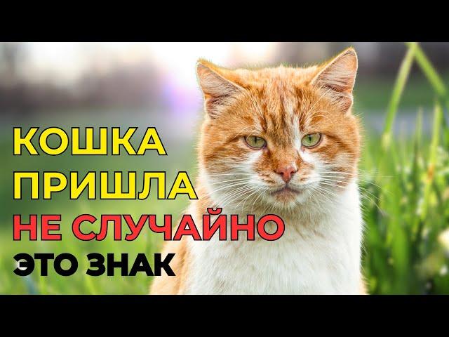 Почему ВСЕЛЕННАЯ послала вам КОШКУ. Мистика или судьба?