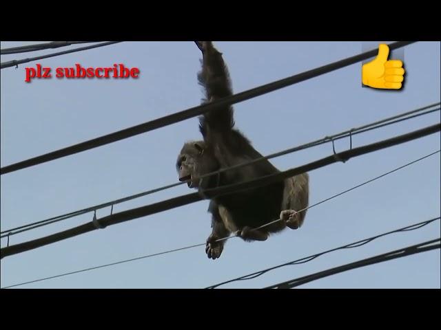 Rescue team rescue the chimpanzee to high voltage wires(Atif pervaiz@ryan or chachu)