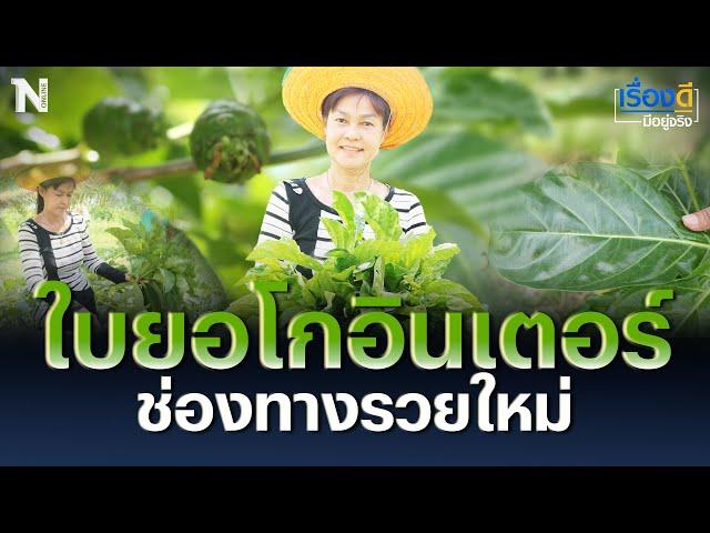 ใบยอโกอินเตอร์ ช่องทางรวยใหม่ | เรื่องดีมีอยู่จริง