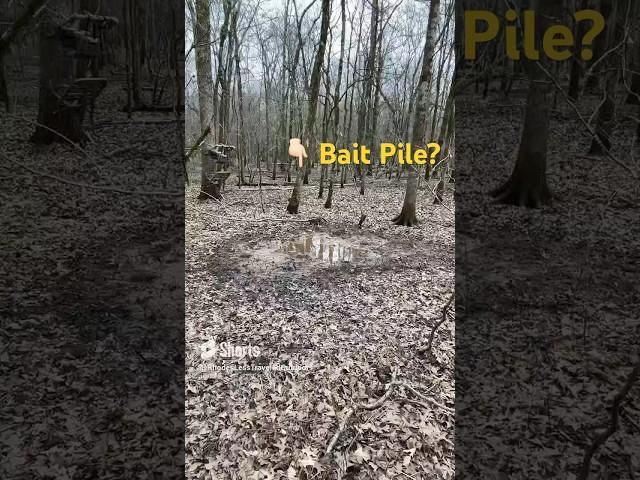 What Do You Think? Is This Someone’s  Illegal Bait Pile on Public Land? #deerhunting #publicland