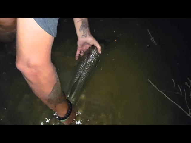 My gold coast barramundi release