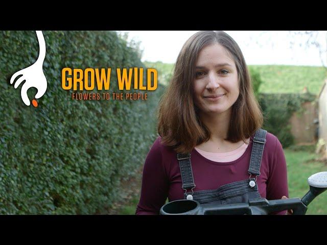 How to Sow a Wildflower Patch with Hannah Grows