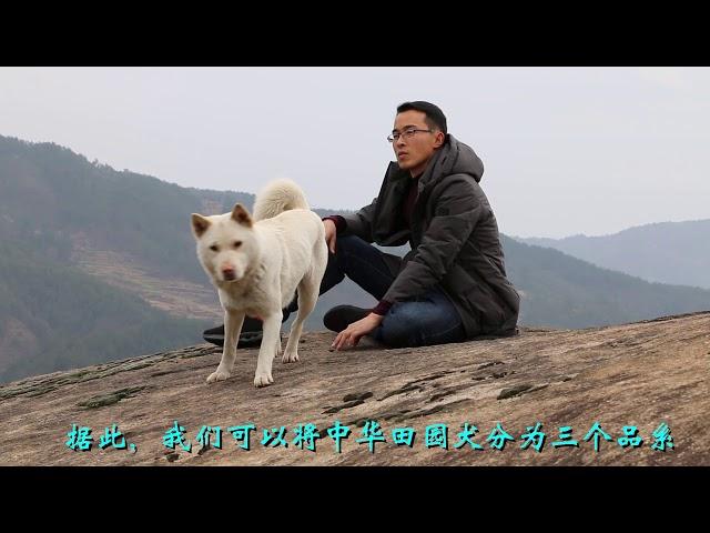 中华田园犬的分类详解，三大品系各有千秋，前两种岌岌可危！