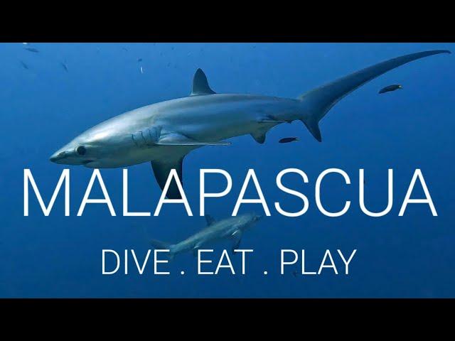 Cebu Diving - Malapascua Island 2023 | Philippines | Thresher Shark | Gopro 11 (4K60P)