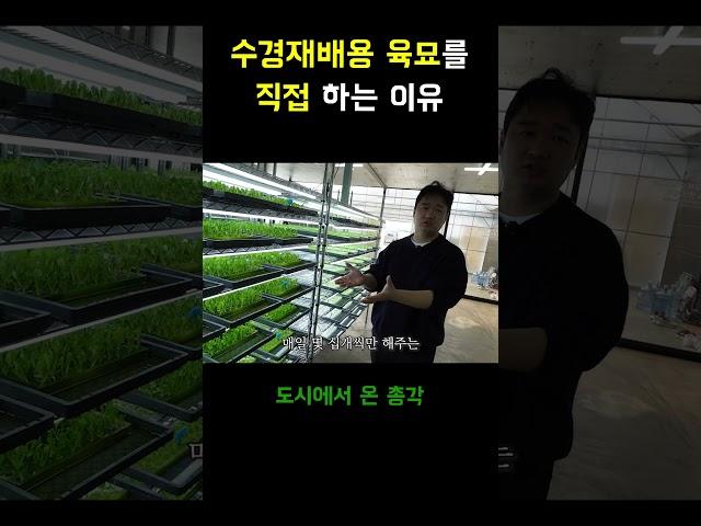 수경재배용 육묘를 농부님이 직접 하는 이유  #귀농 #농사 #수경재배 #육묘 #귀농귀촌