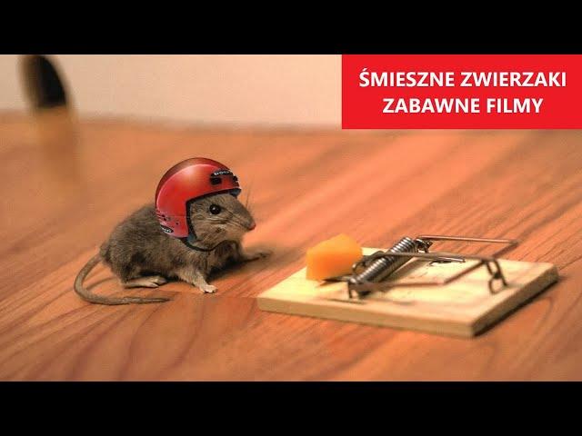 ŚMIESZNE ZWIERZAKI #17 | Zabawne Filmy | Wpadki | Reakcje | Dobry Humor | KLUB ŚMIESZNYCH ZWIERZĄT