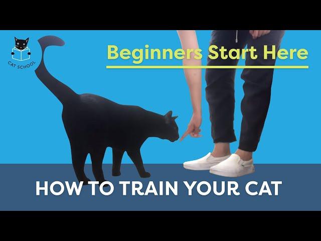 How To Train Your Cat: Beginners Start Here