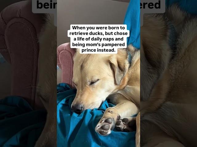Thanks to pet insurance, his highness stays stress-free — and so do we. 