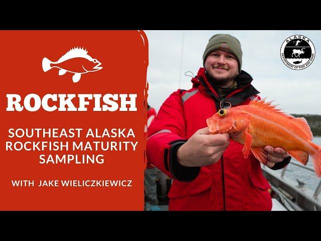 Southeast Alaska Rockfish Maturity Sampling