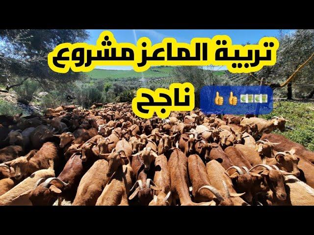 هشحال تيكلف مشروع تربية الماعز  باش يكون مربح وفيه اموال كثيرة 